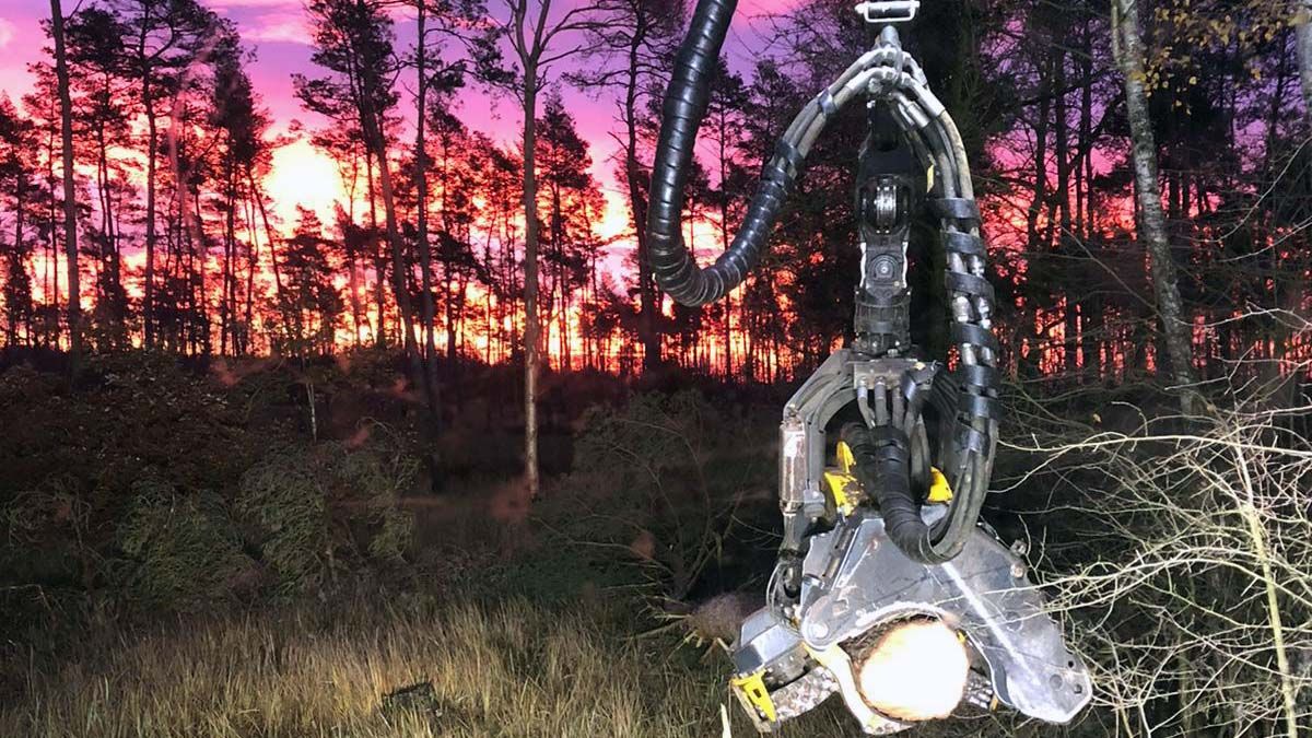 Holzeinschlag mit Harvester bei Sonnenuntergang