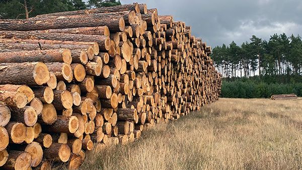 Abtransport 0-16 Meter vom Holz durch Forstdienste Klausnitzer